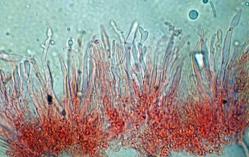 Panellus stipticus var. albidotomentosus  ?